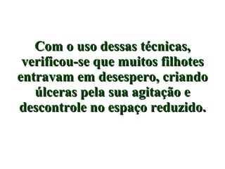 Com o uso dessas técnicas, verificou-se que muitos filhotes entravam em desespero, criando úlceras pela sua agitação e descontrole no espaço reduzido. 
