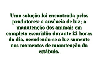 Uma solução foi encontrada pelos produtores: a ausência de luz; a manutenção dos animais em completa escuridão durante 22 horas do dia, acendendo-se a luz somente nos momentos de manutenção do estábulo. 