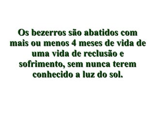 Os bezerros são abatidos com mais ou menos 4 meses de vida de uma vida de reclusão e sofrimento, sem nunca terem conhecido a luz do sol. 