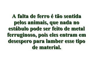 A falta de ferro é tão sentida pelos animais, que nada no estábulo pode ser feito de metal ferruginoso, pois eles entram em desespero para lamber esse tipo de material. 