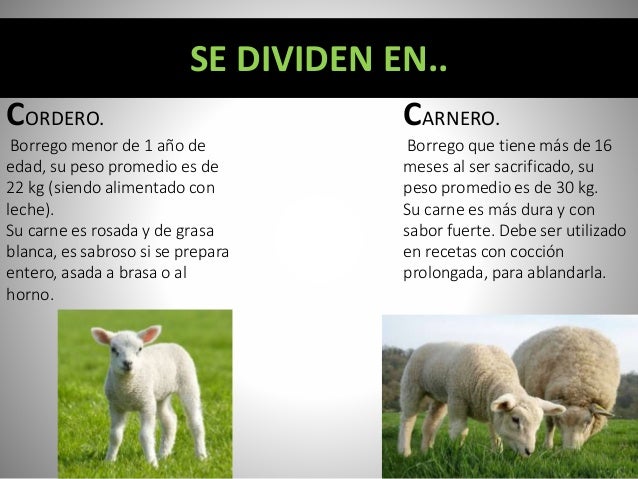 Carne de borrego (incluyendo cortes)