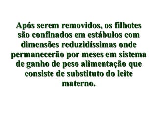 Após serem removidos, os filhotes são confinados em estábulos com dimensões reduzidíssimas onde permanecerão por meses em sistema de ganho de peso alimentação que consiste de substituto do leite materno. 