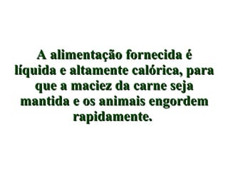A alimentação fornecida é líquida e altamente calórica, para que a maciez da carne seja mantida e os animais engordem rapidamente.   