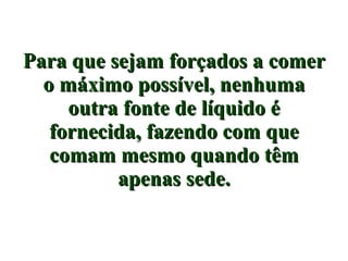 Para que sejam forçados a comer o máximo possível, nenhuma outra fonte de líquido é fornecida, fazendo com que comam mesmo quando têm apenas sede. 