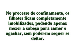 No processo de confinamento, os filhotes ficam completamente imobilizados, podendo apenas mexer a cabeça para comer e agachar, sem poderem sequer se deitar. 