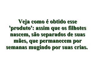 Veja como é obtido esse 'produto': assim que os filhotes nascem, são separados de suas mães, que permanecem por semanas mugindo por suas crias.   