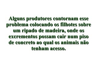 Alguns produtores contornam esse problema colocando os filhotes sobre um ripado de madeira, onde os excrementos possam cair num piso de concreto ao qual os animais não tenham acesso. 
