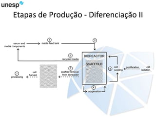 Etapas de Produção - Diferenciação II
 