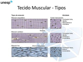 Tecido Muscular - Tipos
 