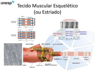 Tecido Muscular Esquelético
(ou Estriado)
 