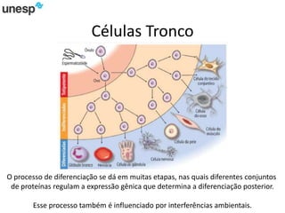 Células Tronco
O processo de diferenciação se dá em muitas etapas, nas quais diferentes conjuntos
de proteínas regulam a expressão gênica que determina a diferenciação posterior.
Esse processo também é influenciado por interferências ambientais.
 