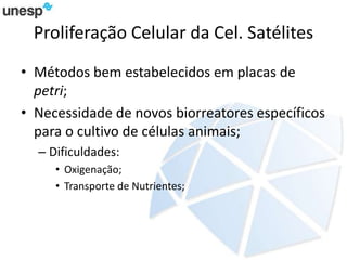 Proliferação Celular da Cel. Satélites
• Métodos bem estabelecidos em placas de
petri;
• Necessidade de novos biorreatores específicos
para o cultivo de células animais;
– Dificuldades:
• Oxigenação;
• Transporte de Nutrientes;
 