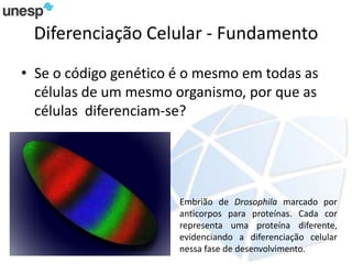 Diferenciação Celular - Fundamento
• Se o código genético é o mesmo em todas as
células de um mesmo organismo, por que as
células diferenciam-se?
Embrião de Drosophila marcado por
anticorpos para proteínas. Cada cor
representa uma proteína diferente,
evidenciando a diferenciação celular
nessa fase de desenvolvimento.
 