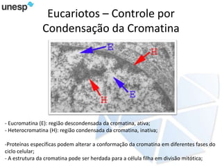 Eucariotos – Controle por
Condensação da Cromatina
- Eucromatina (E): região descondensada da cromatina, ativa;
- Heterocromatina (H): região condensada da cromatina, inativa;
-Proteínas específicas podem alterar a conformação da cromatina em diferentes fases do
ciclo celular;
- A estrutura da cromatina pode ser herdada para a célula filha em divisão mitótica;
 