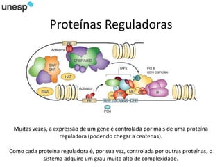 Proteínas Reguladoras
Muitas vezes, a expressão de um gene é controlada por mais de uma proteína
reguladora (podendo chegar a centenas).
Como cada proteína reguladora é, por sua vez, controlada por outras proteínas, o
sistema adquire um grau muito alto de complexidade.
 
