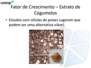 Fator de Crescimento – Extrato de
Cogumelos
• Estudos com células de peixes sugerem que
podem ser uma alternativa viável;
 