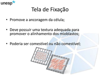 Tela de Fixação
• Promove a ancoragem da célula;
• Deve possuir uma textura adequada para
promover o alinhamento dos mioblastos;
• Poderia ser comestível ou não comestível;
 