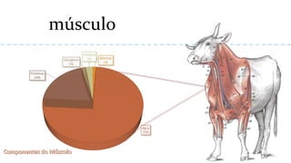 músculo
 