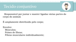 Tecido conjuntivo
Responsável por juntar e manter ligadas várias partes do
corpo do animal;
É amplamente distribuído pelo corpo;
Envolve:
Músculos;
Feixes de fibras;
Fibras musculares individualmente;
 