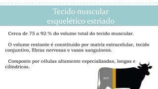 Tecido muscular
esquelético estriado
80%
Cerca de 75 a 92 % do volume total do tecido muscular.
O volume restante é constituído por matriz extracelular, tecido
conjuntivo, fibras nervosas e vasos sanguíneos.
Composto por células altamente especializadas, longas e
cilíndricas.
 