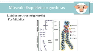 Músculo Esquelético: gorduras
Lipídios neutros (trigliceróis)
Fosfolipídios
 