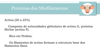 Proteínas dos Miofilamentos
Actina (20 a 25%)
Composta de subunidades globulares de actina G, proteína
fibrilar (actina F).
Rica em Prolina.
Os filamentos de actina formam a estrutura base dos
filamentos finos.
 