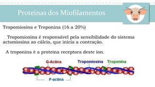 Proteínas dos Miofilamentos
Tropomiosina e Troponina (16 a 20%)
Tropomiosina é responsável pela sensibilidade do sistema
actomiosina ao cálcio, que inicia a contração.
A troponina é a proteína receptora deste íon.
 