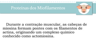 Proteínas dos Miofilamentos
Durante a contração muscular, as cabeças de
miosina formam pontes com os filamentos de
actina, originando um complexo químico
conhecido como actomiosina.
 