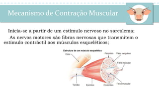 Mecanismo de Contração Muscular
Inicia-se a partir de um estímulo nervoso no sarcolema;
As nervos motores são fibras nervosas que transmitem o
estímulo contráctil aos músculos esqueléticos;
 