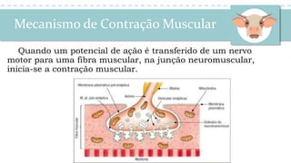 Mecanismo de Contração Muscular
Quando um potencial de ação é transferido de um nervo
motor para uma fibra muscular, na junção neuromuscular,
inicia-se a contração muscular.
 