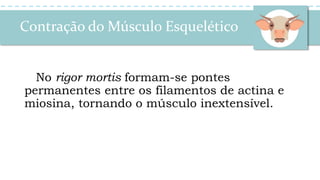 Contração do Músculo Esquelético
No rigor mortis formam-se pontes
permanentes entre os filamentos de actina e
miosina, tornando o músculo inextensível.
 