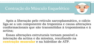 Contração do Músculo Esquelético
Após a liberação pelo retículo sarcoplasmático, o cálcio
liga-se a um componente da troponina e causa alterações
conformacionais que são transmitidas à tropomiosina e à
actina;
Essas alterações estruturais tornam possível a
interação da actina e da miosina, resultando na
contração muscular e na hidrólise de ATP.
 
