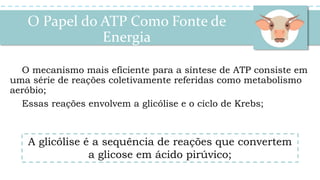 O mecanismo mais eficiente para a síntese de ATP consiste em
uma série de reações coletivamente referidas como metabolismo
aeróbio;
Essas reações envolvem a glicólise e o ciclo de Krebs;
A glicólise é a sequência de reações que convertem
a glicose em ácido pirúvico;
O Papel do ATP Como Fonte de
Energia
 
