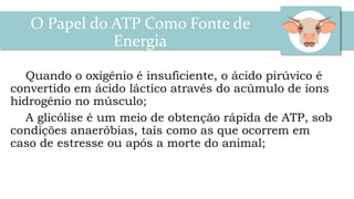 Quando o oxigênio é insuficiente, o ácido pirúvico é
convertido em ácido láctico através do acúmulo de íons
hidrogênio no músculo;
A glicólise é um meio de obtenção rápida de ATP, sob
condições anaeróbias, tais como as que ocorrem em
caso de estresse ou após a morte do animal;
O Papel do ATP Como Fonte de
Energia
 