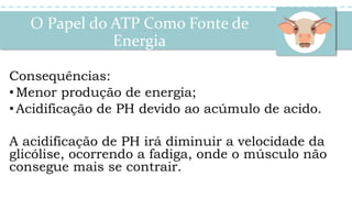 Consequências:
• Menor produção de energia;
•Acidificação de PH devido ao acúmulo de acido.
A acidificação de PH irá diminuir a velocidade da
glicólise, ocorrendo a fadiga, onde o músculo não
consegue mais se contrair.
O Papel do ATP Como Fonte de
Energia
 