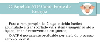 O Papel do ATP Como Fonte de
Energia
Para a recuperação da fadiga, o ácido láctico
acumulado é transportado via sistema sanguíneo até o
fígado, onde é reconvertido em glicose;
O ATP é novamente produzido por meio do processo
aeróbio normal.
 