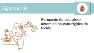 Formação do complexo
actomiosina com rigidez do
tecido
Rigor mortis:
 