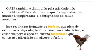 O ATP também é diminuído pela atividade não
contrátil da ATPase da miosina que é responsável por
manter a temperatura e a integridade da célula
muscular.
Isso resulta na formação de fosfato, que além de
estimular a degradação do oxigênio em ácido láctico, é
essencial para a ação da enzima fosforilase que
converte o glicogênio em glicose-1-fosfato
 