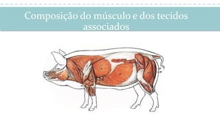 Composição do músculo e dos tecidos
associados
 