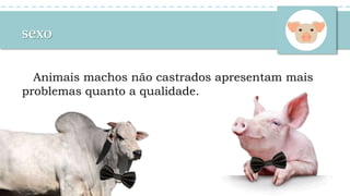 sexo
Animais machos não castrados apresentam mais
problemas quanto a qualidade.
 