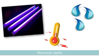 Maturação rápida
 