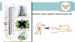 Temperatura das carcaças
Logo após o abate é necessário uma rápida diminuição da
temperatura da carne.
 