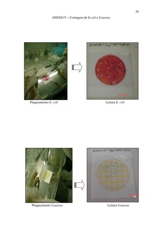 55
ANEXO V – Contagem de E.coli e S.aureus
Plaqueamento E. coli Leitura E. coli
Plaqueamento S.aureus Leitura S.aureus
 