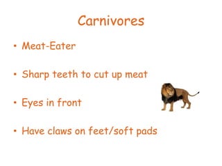 Carnivores Meat-Eater Sharp teeth to cut up meat Eyes in front Have claws on feet/soft pads 