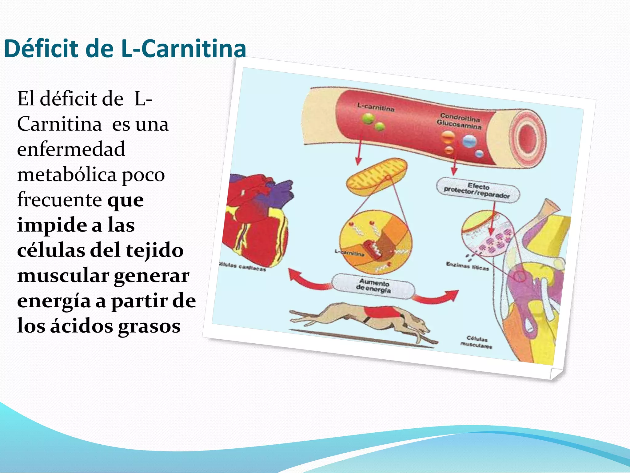 l carnitin hatsa L-karnitin hatsa