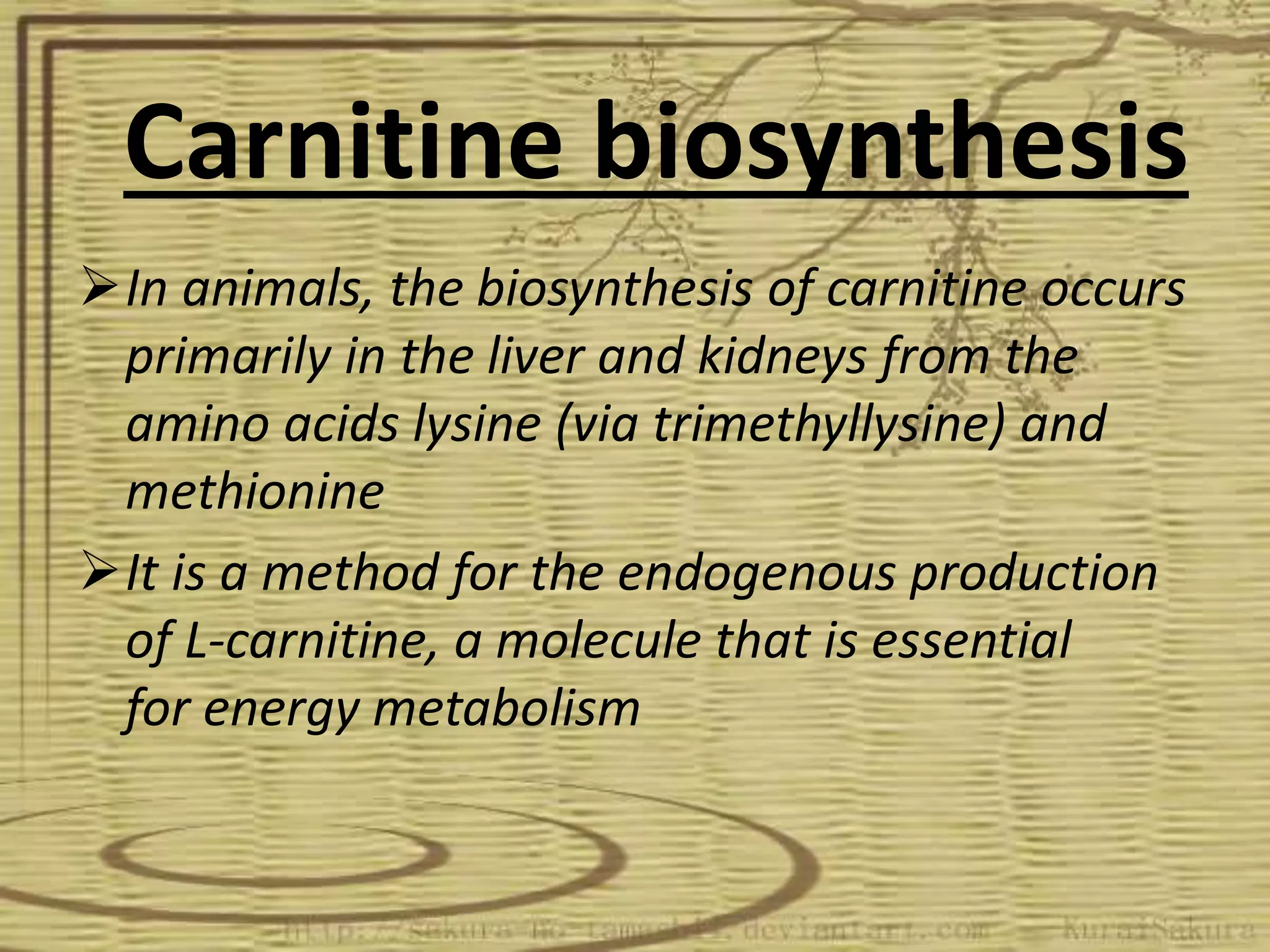 carnitine or acetyl l carnitine The Difference Between L-Carnitine & Acetyl L-Carnitine  Swanson Vitamins