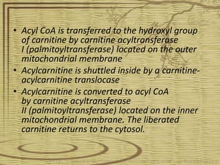 • Acyl CoA is transferred to the hydroxyl group
of carnitine by carnitine acyltransferase
I (palmitoyltransferase) located on the outer
mitochondrial membrane
• Acylcarnitine is shuttled inside by a carnitine-
acylcarnitine translocase
• Acylcarnitine is converted to acyl CoA
by carnitine acyltransferase
II (palmitoyltransferase) located on the inner
mitochondrial membrane. The liberated
carnitine returns to the cytosol.
 