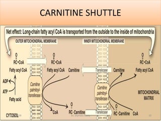 carnitinedeficiency-.pdf