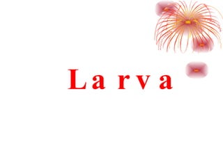 Larva 
