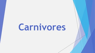 Carnivores
 